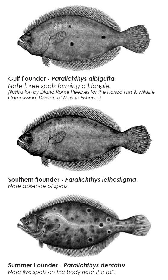 flounder_id